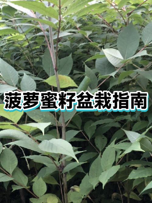 菠萝蜜盆栽种植方法如下缩略图