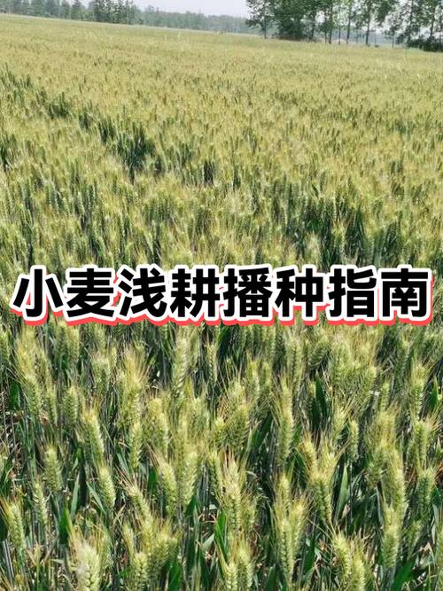 小麦什么时候种是最佳时期游戏截图