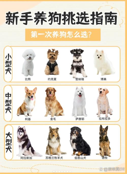 家庭养什么狗最干净缩略图