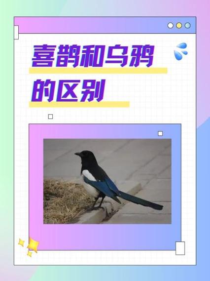 乌鸦巢和喜鹊巢的区别图标