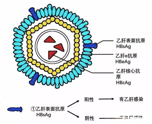 乙肝病毒体外存活条件图标