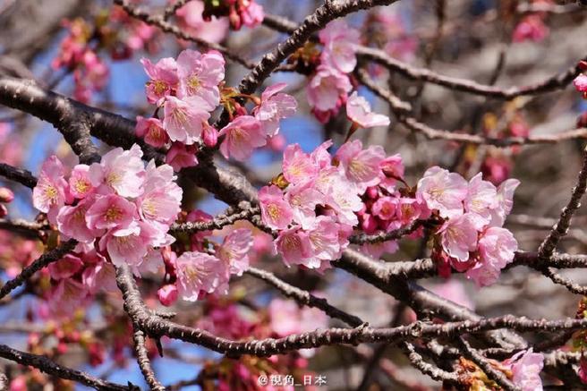 樱花染井吉野樱花期能持续多久游戏截图