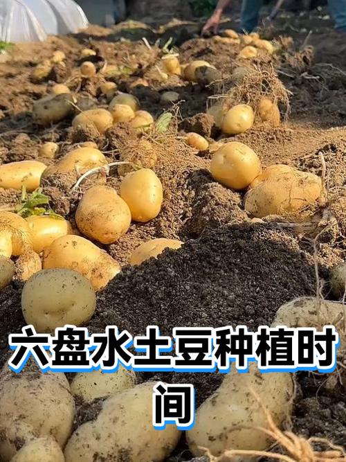 种土豆的最佳时间图标