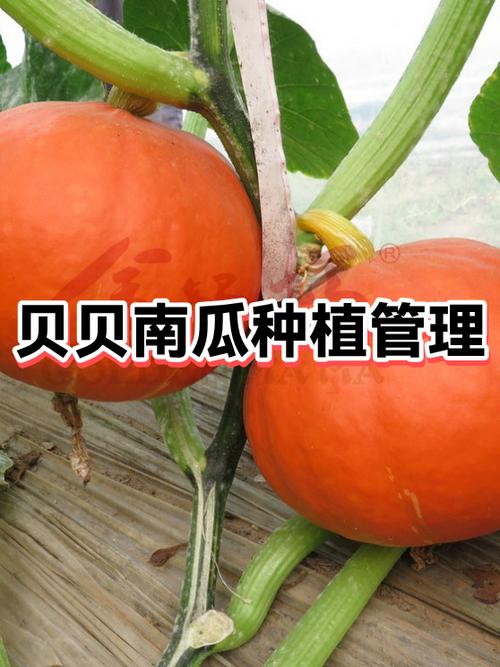 南瓜种植管理技术和方法缩略图