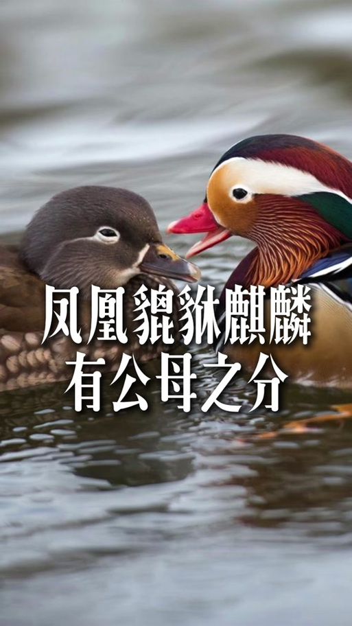 凤凰雄雌分别是什么