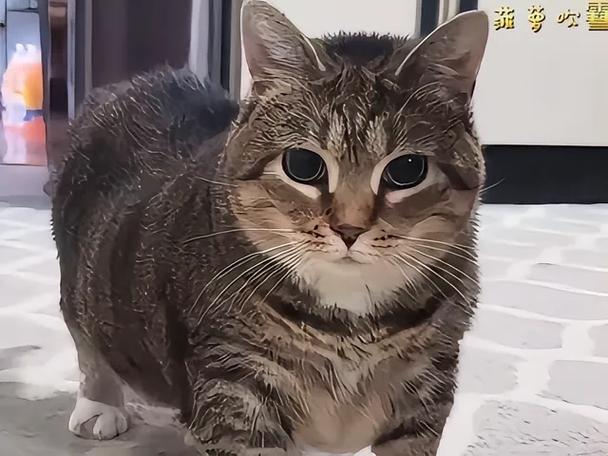 抖音网红猫球球图标