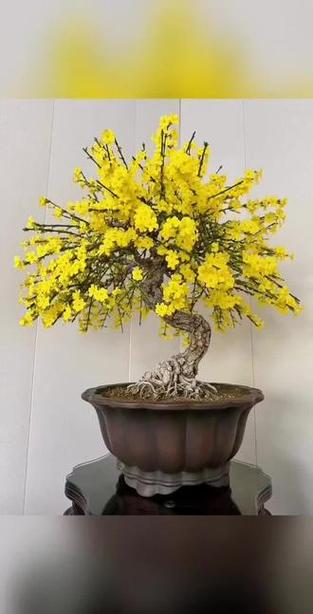 迎春花盆景图片游戏截图