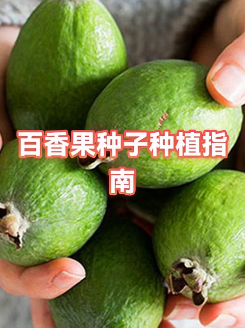 什么时候种百香果是最佳时期游戏截图