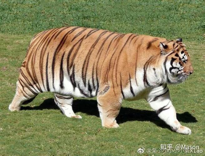 猫真的会吸走人的阳气吗缩略图