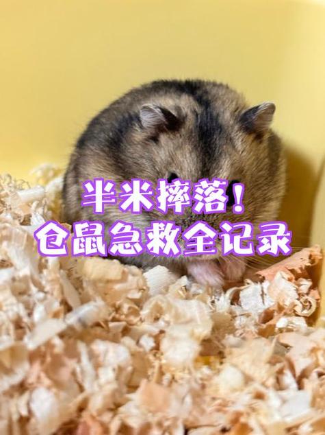 仓鼠被重重的摔了一下不动了缩略图