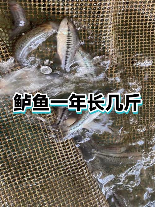 鲈鱼一般多少斤图标