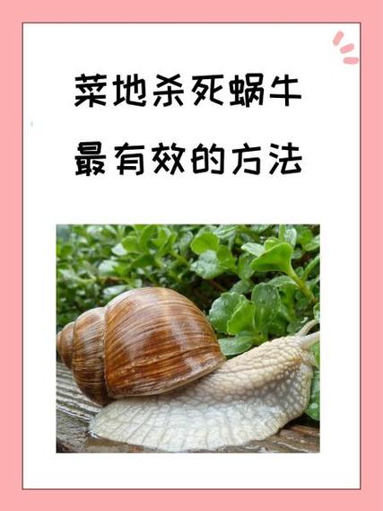 家里养的蜗牛丢了怎么办图标