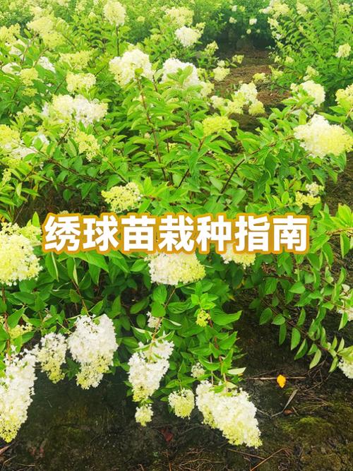 绣球花适合什么季节种缩略图