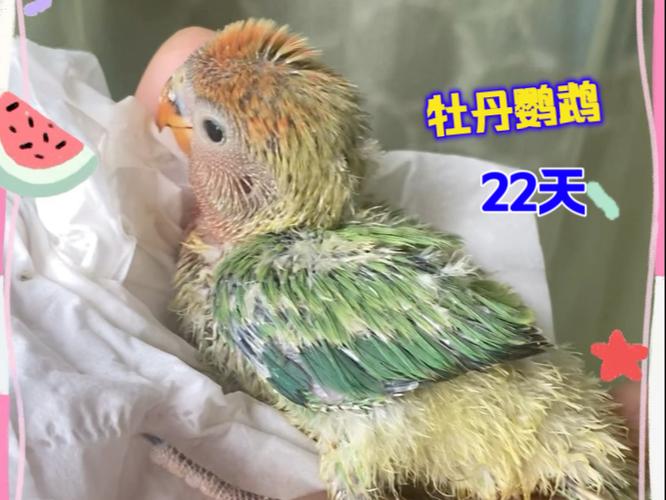 牡丹幼鸟1到50天图片图标