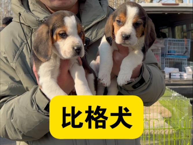 楼房养什么狗最干净又好养缩略图