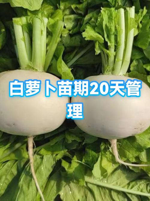 白萝卜生长期多少天缩略图
