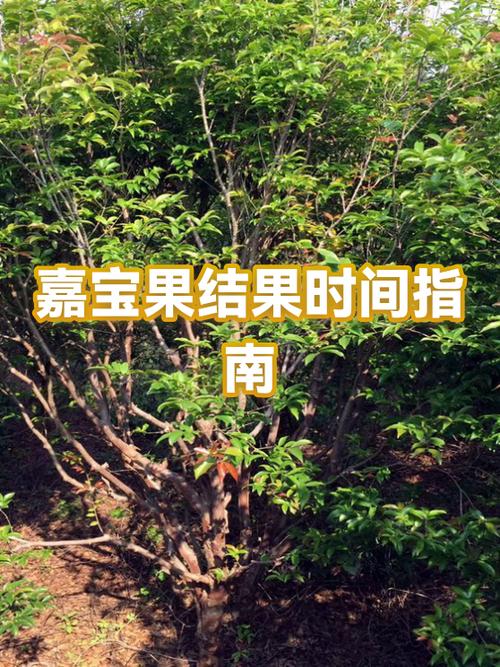 嘉宝果在山东能种植吗缩略图