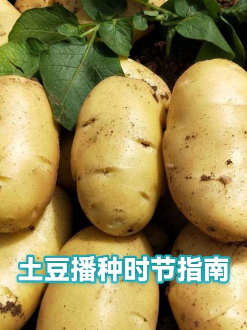 土豆种植方法和时间图标