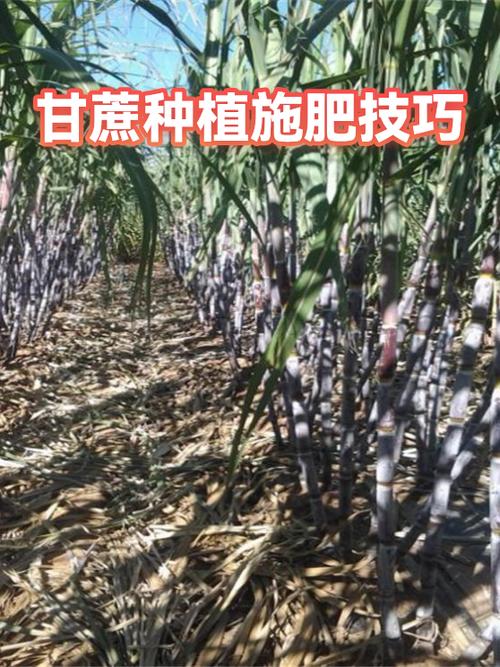 甘蔗的种植方法和管理技术缩略图