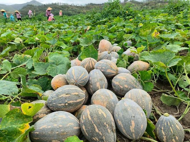 香芋南瓜的品种介绍缩略图