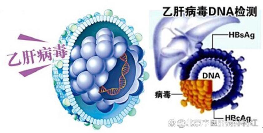 乙肝病毒在开水中能存活吗图标