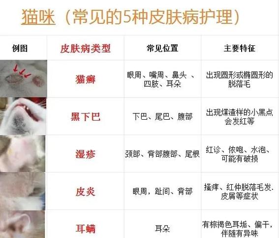 猫咪星状病毒的症状和治疗方法图标