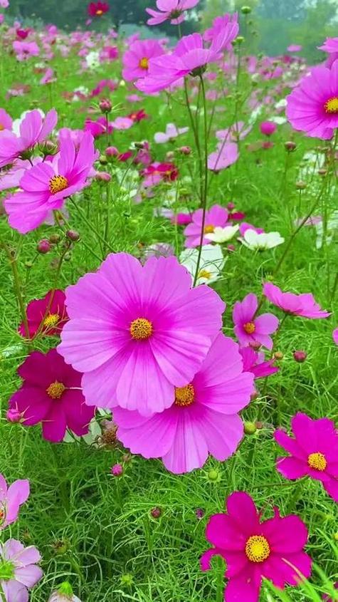 鲜花图片大全真实照片图标