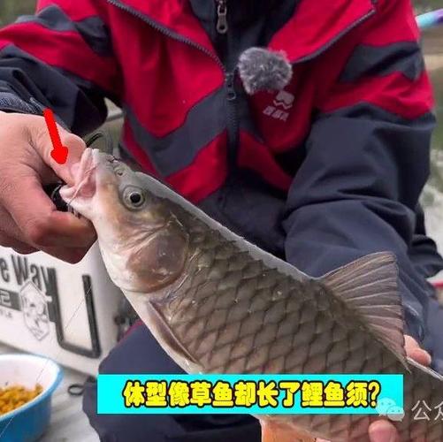 军鱼什么时候钓最好缩略图