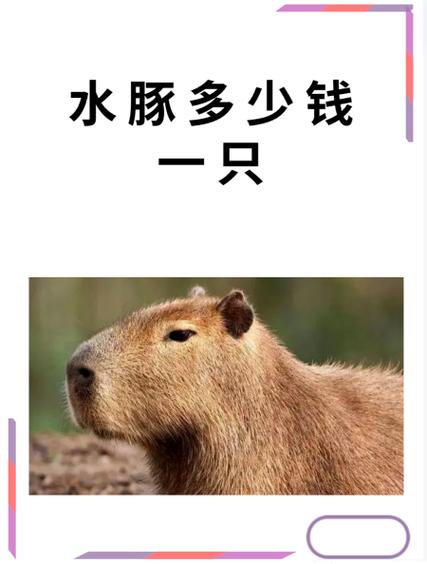 水豚打一最佳生肖图标
