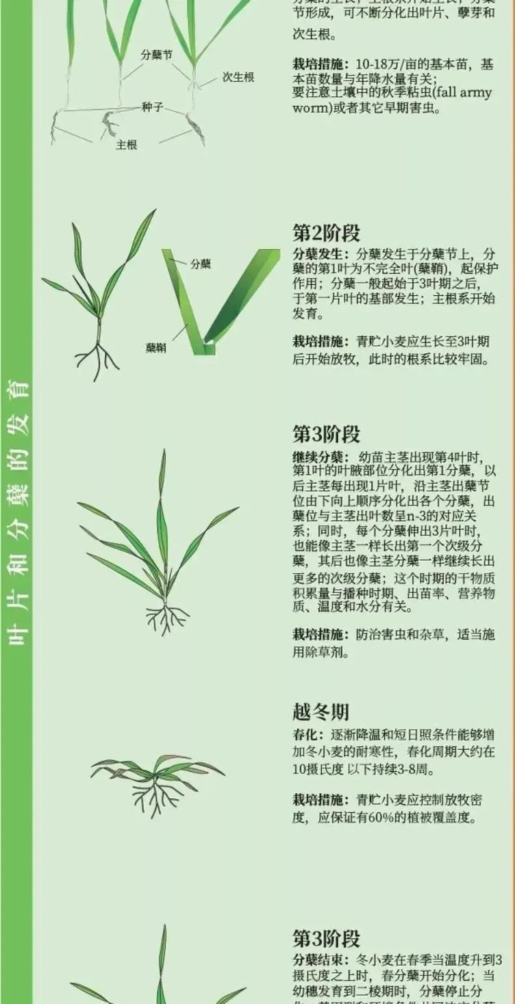 夏小麦生长期为多少天缩略图