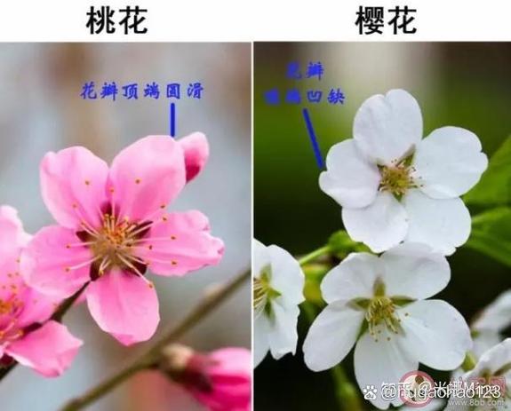 本土樱花和日本樱花区别游戏截图