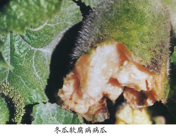 冬瓜变软出水还能吃吗图标