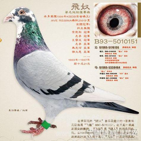 赛鸽的品种有哪些缩略图