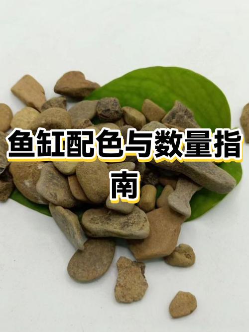 鱼缸底部什么颜色最好缩略图