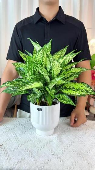 室内养什么植物净化空气最好缩略图