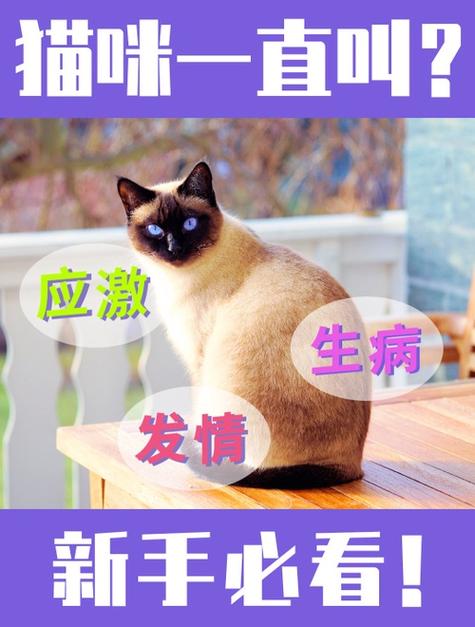 为什么猫整宿整宿一直在叫缩略图
