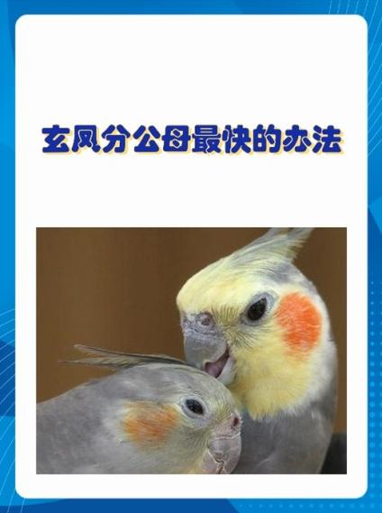 玄凤鹦鹉怎么分辨雌雄图标