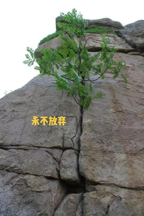 绝境逢生最经典十句话缩略图