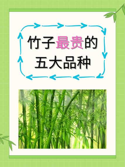带竹高雅的名字图标
