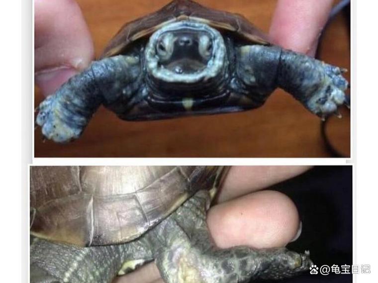 乌龟身上的皮可以撕掉吗游戏截图