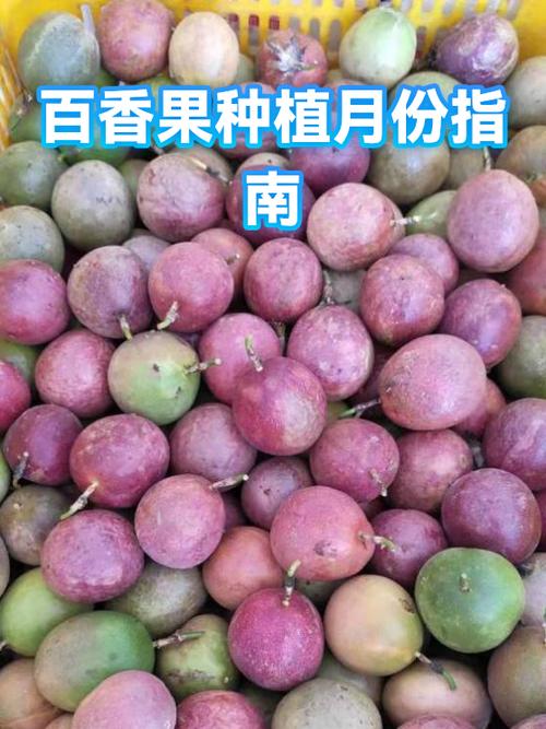 种百香果什么季节合适缩略图
