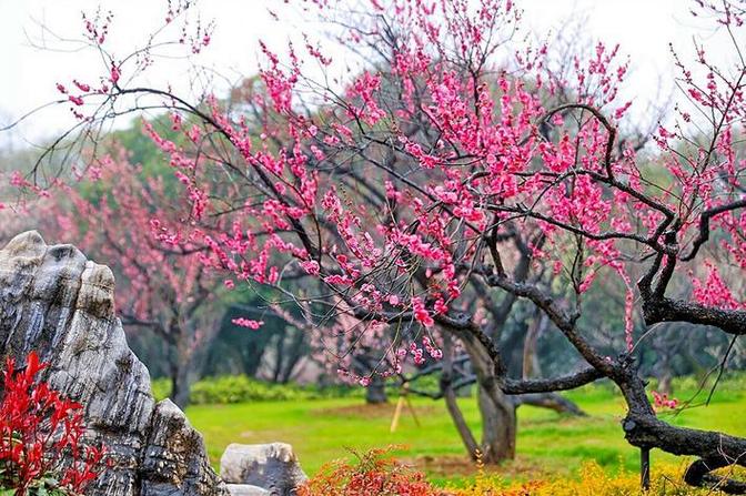 梅花的花期有多少天缩略图