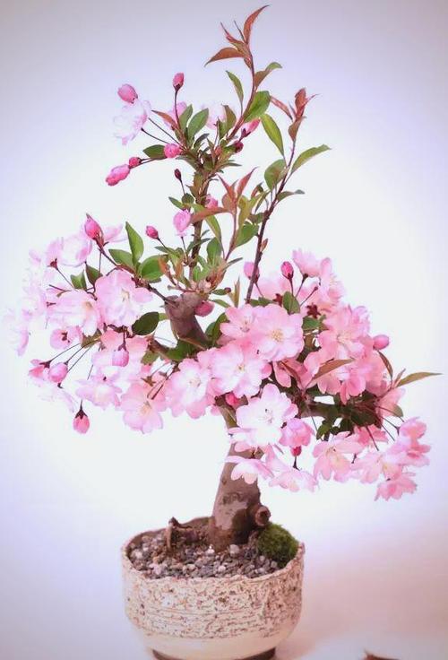 樱花盆栽怎么养游戏截图