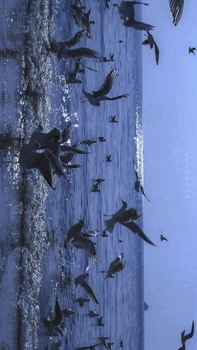 无法阻止自己落俗但浪漫不死意思缩略图