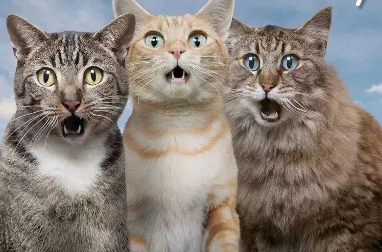 这只闭嘴社畜假笑,张口似乎能吞人的小猫咪缩略图