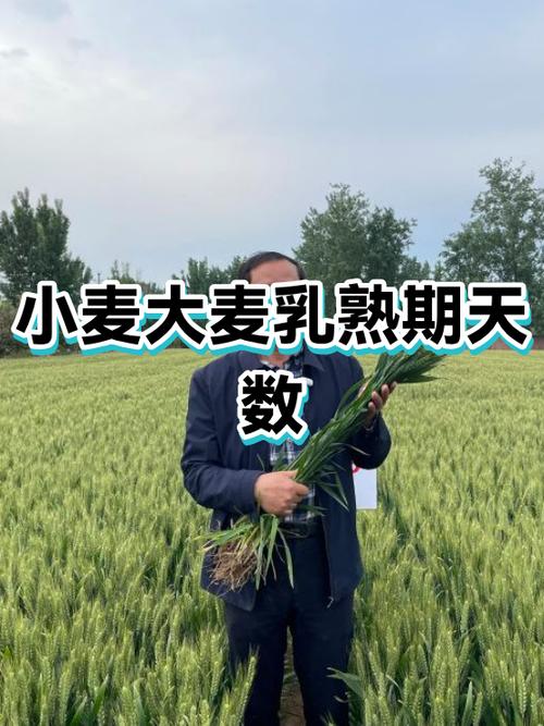 大麦生长期多少天缩略图