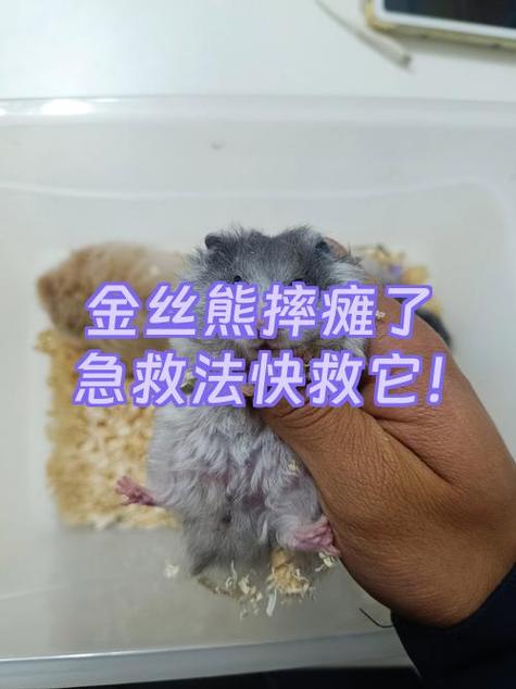 仓鼠被摔后的处理方法缩略图