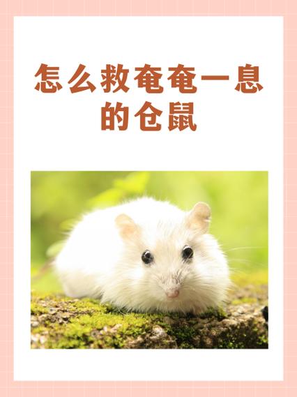 仓鼠摔死后的处理方法缩略图