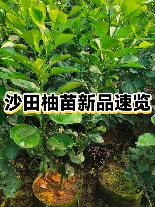 台湾小青柚优点和缺点缩略图