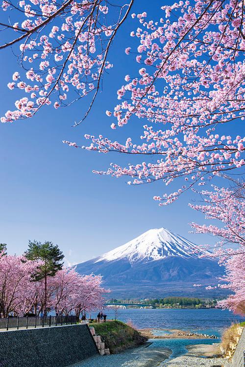 日本樱花科技和日本樱花是一个吗缩略图